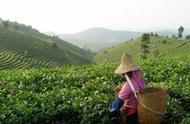 中国茶业揭秘：龙井真的只排第三吗？