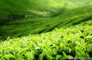 春茶揭秘：探索茶叶背后的文化奥秘！