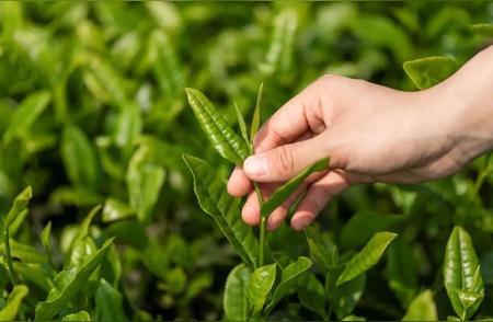 长期饮茶者的健康状况：研究揭示每天2-3杯茶的惊人好处