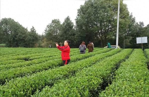 医生建议：喝茶有益健康，但这两种茶需谨慎饮用