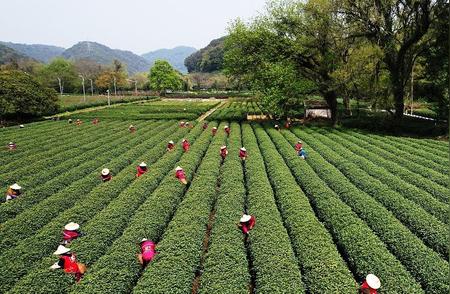 杭州西湖龙井茶：寒潮南下，长势不受影响