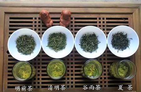 如何区分茶叶的明前茶、雨前茶、春早茶、夏茶和秋茶？从采摘时间开始了解