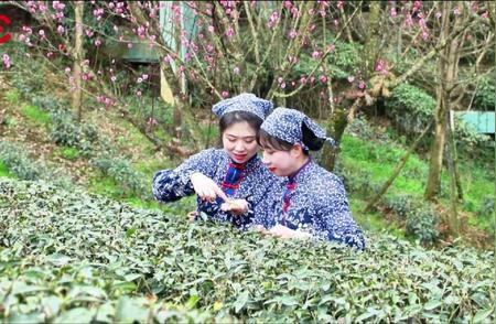 春日峨眉山，正是采摘新茶的好时光