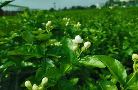 茉莉花茶：一段馥郁的传奇故事