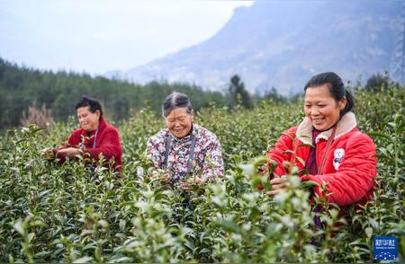 奉节春茶：重庆的采摘季节已到