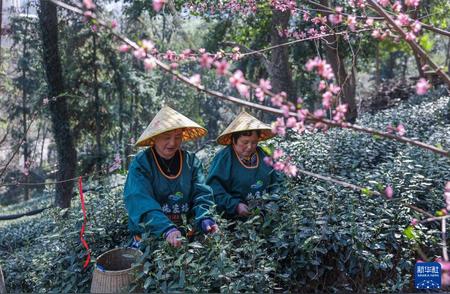 西湖龙井茶春分季节开始采摘