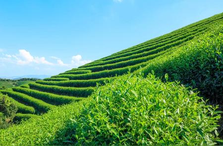 探秘江西九江的云雾茶魅力