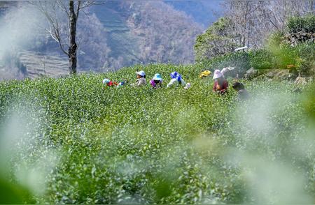 春季茶叶采摘高峰期