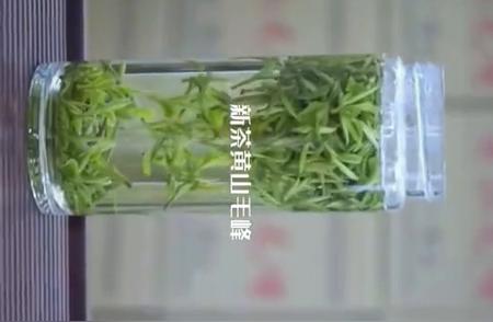 探索新茶季：黄山毛峰的诱惑