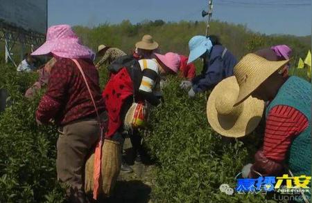 舒城小兰花：科技革新推动传统茶香传播