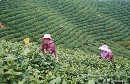 春日品茶，提神又雅致