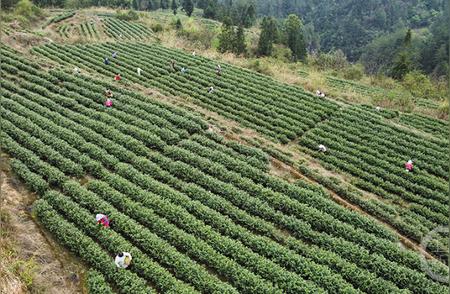 春意盎然，茶园迎来采摘热潮：紧抓时机制作顶级“明前茶”