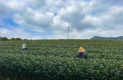 武林视野：龙井山上的春茶邀约