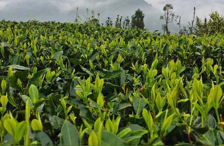 茶的种类繁多：详解茶叶的发展历史