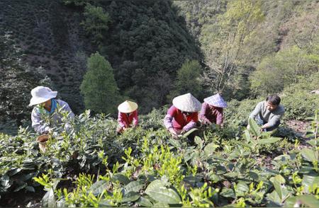 安徽旌德高山绿茶园开启春日采摘季