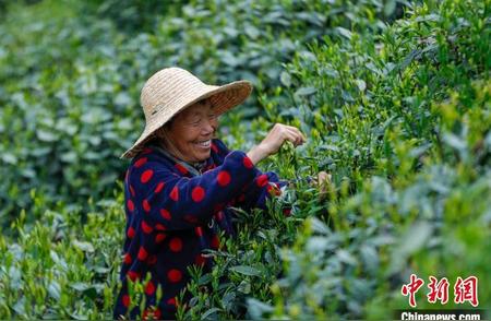 安徽黄山：太平猴魁，茶农的忙碌采摘季
