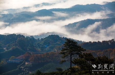 茶产业振兴：大悟小茶叶成就乡村大梦想