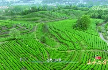 春季三宝：茶香菜嫩耕作忙，季节特色大揭秘