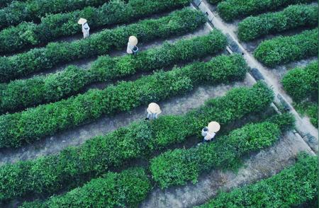 碧螺春盛宴：江苏非遗茶会的香蕴之旅