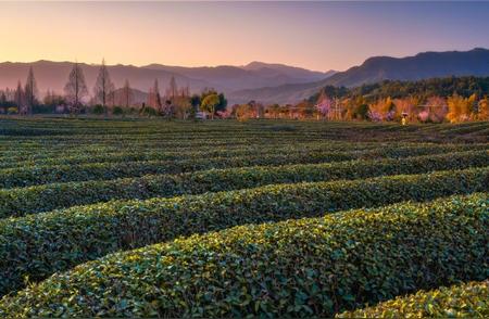 武夷岩茶：春之味，稍待片刻