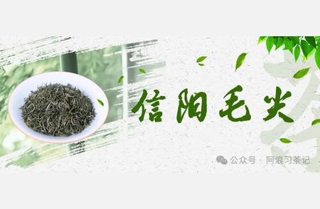 信阳毛尖：河南的精品茶叶之旅