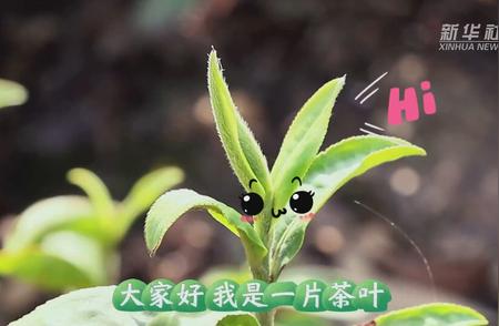 茶叶的奇幻漂流