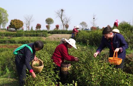 信阳毛尖茶：如何征服外国青年的心