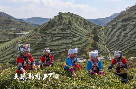 都匀毛尖：传统制茶工艺与茶旅游融合的魅力