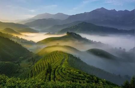 中国四大茶叶产区概览