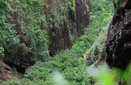 【茶道揭秘】武夷岩茶全览：专家深度剖析名茶品种