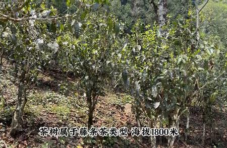 2024年春季新茶上市：百花树古树茶现摘现卖