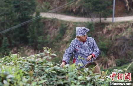 江西彭泽春茶季：采茶正旺，振兴乡村经济
