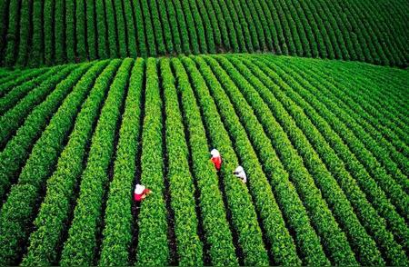 径山茶品牌价值飙升至35.69亿元：揭秘“金叶子”的纯度之谜