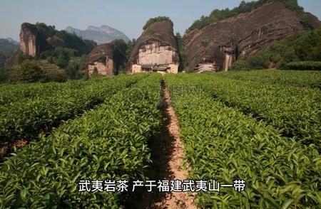 探索武夷岩茶：古老茶香与品鉴秘籍