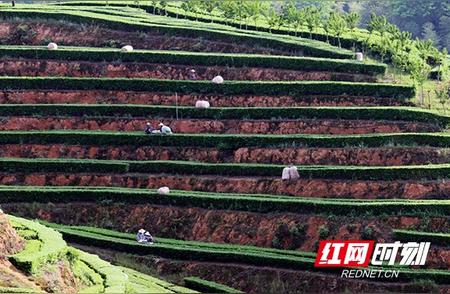 桃江县武潭镇夏茶生产繁忙，茶农茶企双丰收