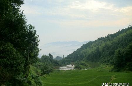 探究茶叶滞销背后的原因与市场动态