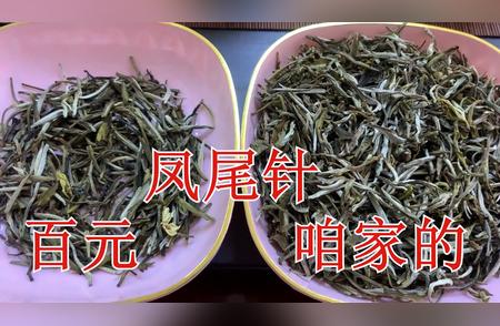 深度解析：两款茉莉凤尾针茶的特色与差异