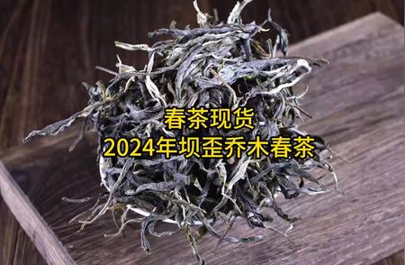 探索坝歪秘境：2024年乔木春茶盛宴