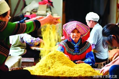 桂林秋季桂花香，龙脊村民制茶忙，龙胜桂花茶制作过程