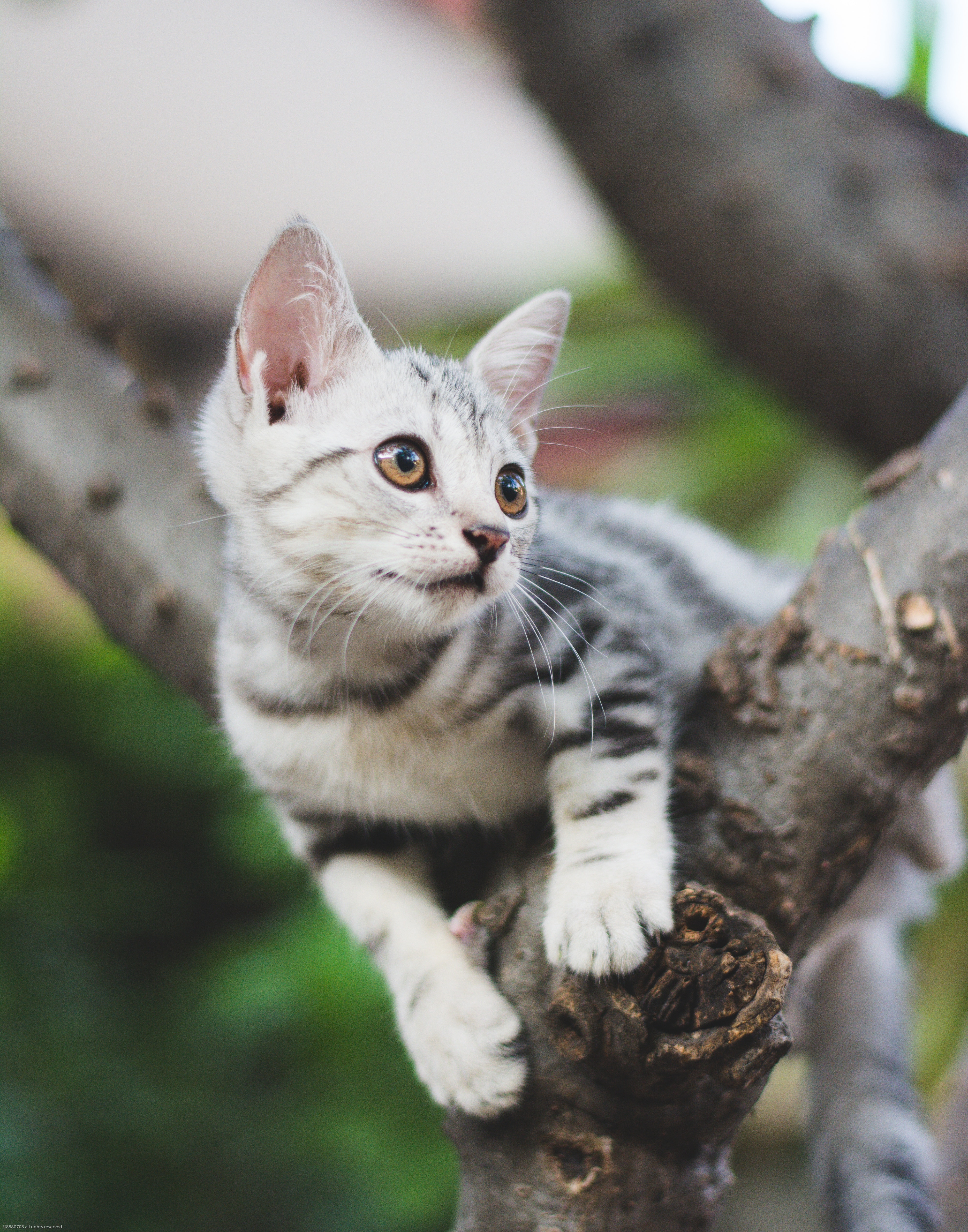 美国短毛猫和英国短毛猫有什么区别？