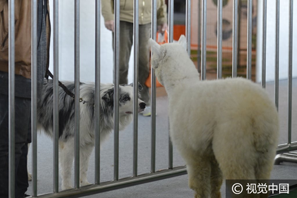 昆明举办宠物博览会 众多萌宠亮相