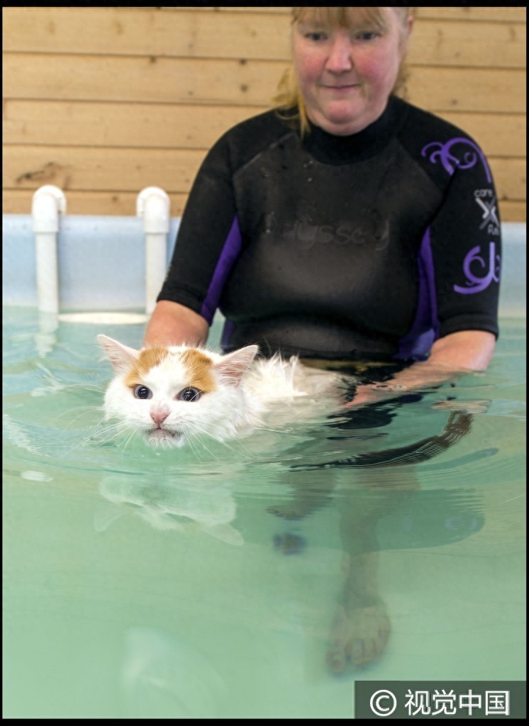 三岁土耳其梵猫游泳池中惬意畅游