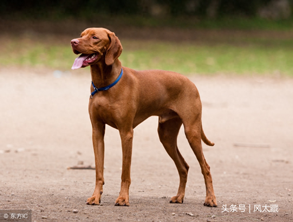 威玛猎犬长的很像拉布拉多犬的犬种