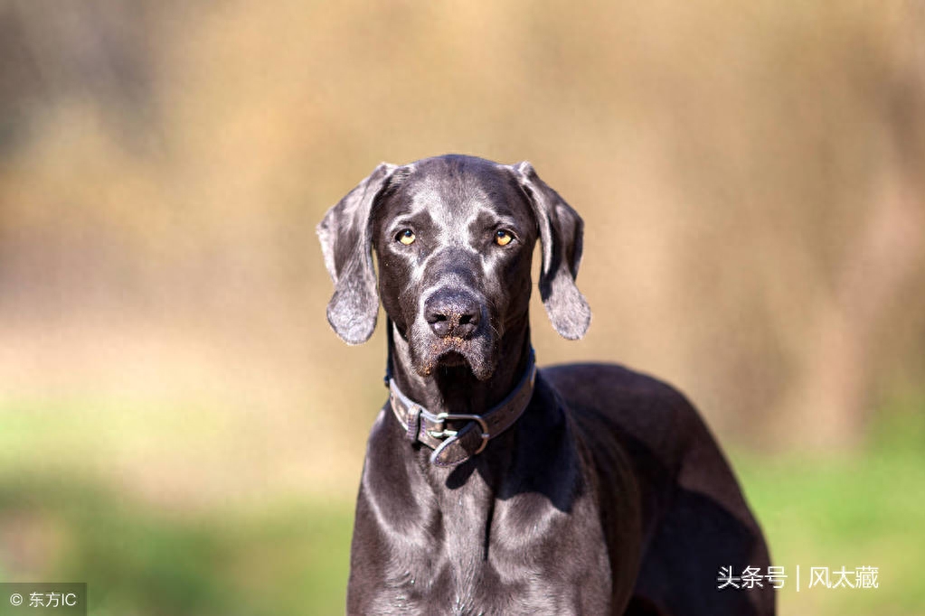 威玛猎犬长的很像拉布拉多犬的犬种