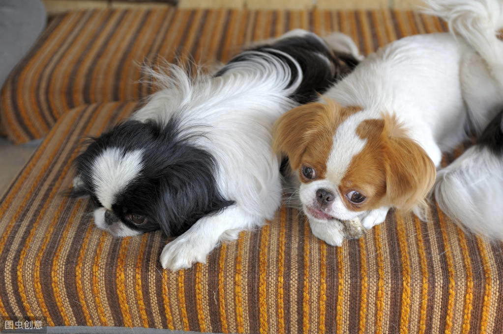 以前日本的贵族犬，超像北京犬的日本狆，究竟是什么来历？