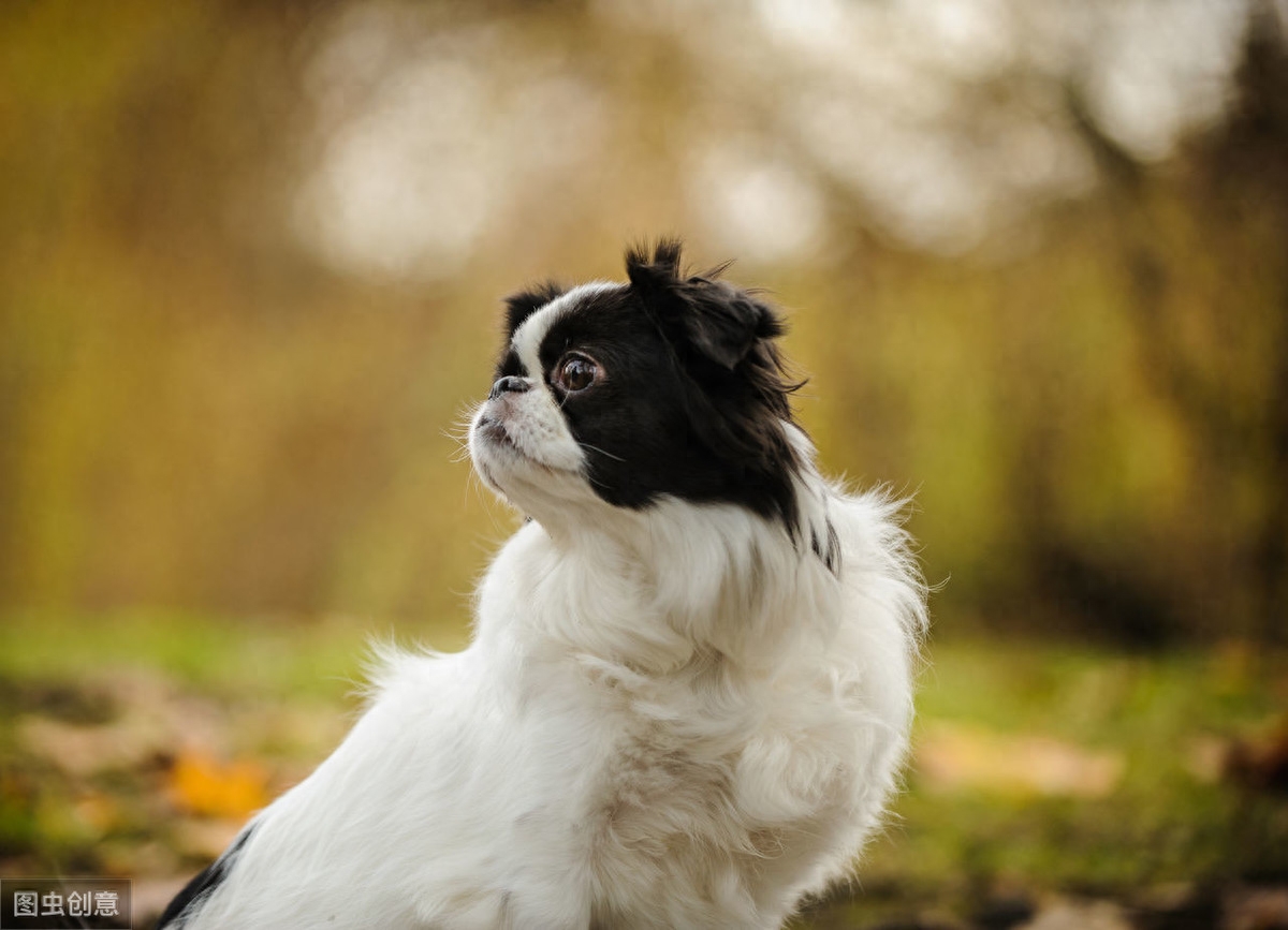 以前日本的贵族犬，超像北京犬的日本狆，究竟是什么来历？