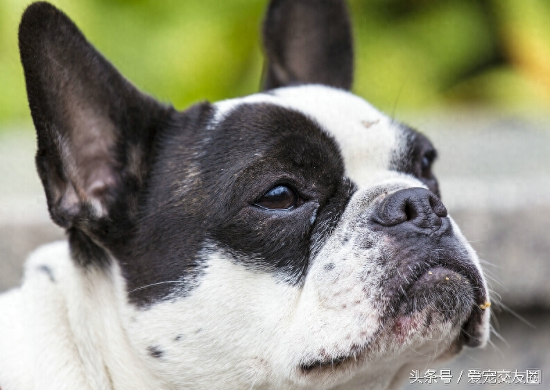 长得太像？如何区分法国斗牛犬和波士顿梗，看图你就知道答案