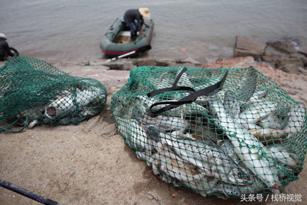 两男子胶州湾出海8小时钓得30多斤海鲈鱼光鱼章鱼，钓鱼苦钓鱼乐