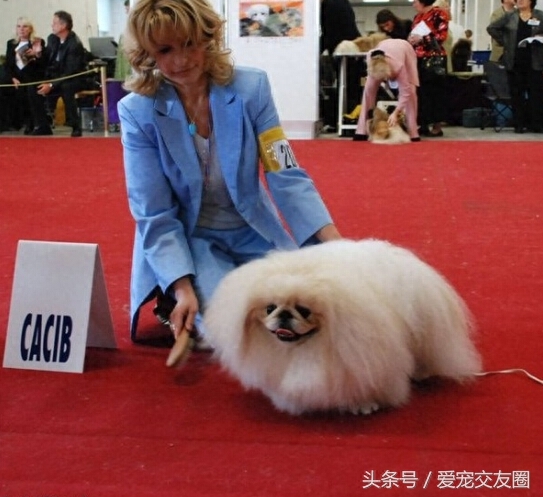 优雅精致的中国古老玩赏犬，宫廷狮子狗北京犬